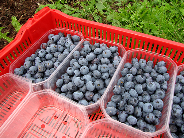 Ogu lasī&scaron;ana