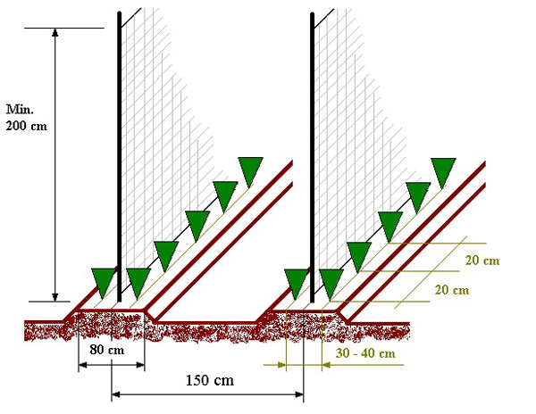 puķuzirņu stādī&scaron;anas shēma